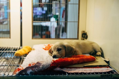 Câmara aprova PLC sobre animais em pet shops.