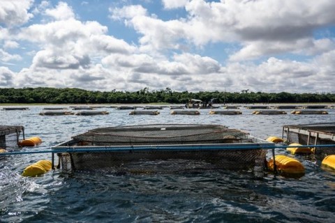 Senado paraguaio aprova lei que libera cultivo de tilápia no lago de Itaipu