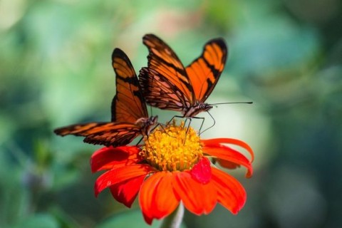Iguaçuenses podem participar do Desafio da Biodiversidade Urbana 2025.