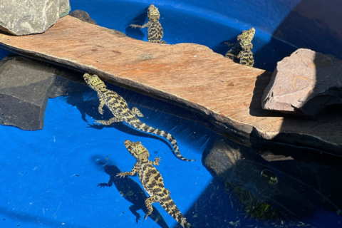 Eco Park acolhe animais apreendidos em operação na Ponte da Amizade