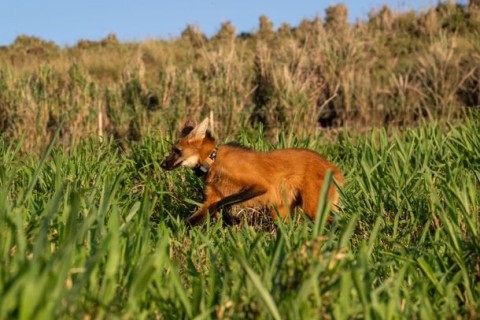 Lobo-guará resgatado em março na Avenida das Cataratas é solto na natureza.