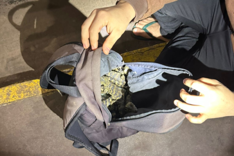 Agentes encontraram mochilas cheias de jacarés, cobras e lagartixas vivas